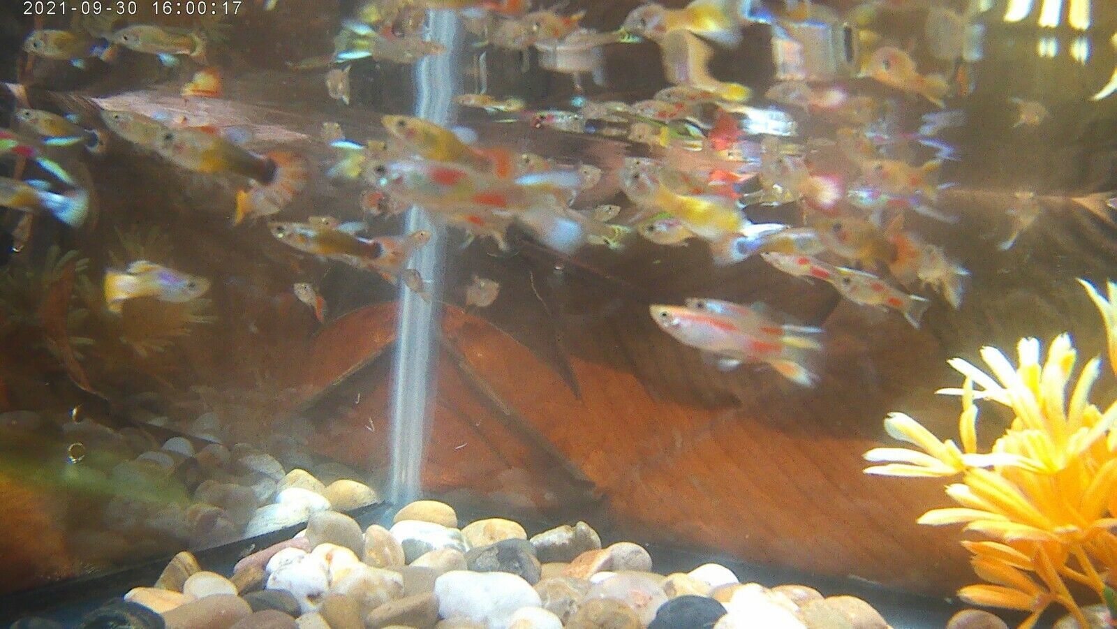 MAGNIFICENT SEVEN  (24.95) GUPPY SALE (FREE SHIPPING) Get 7 Colorful Male Guppy Без бренда