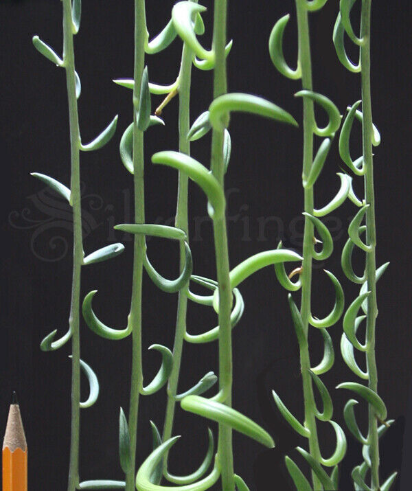 String of Pearls Bananas Plant — Senecio radicans NOT SEEDS:LIVE PLANT Succulent Unbranded - фотография #8