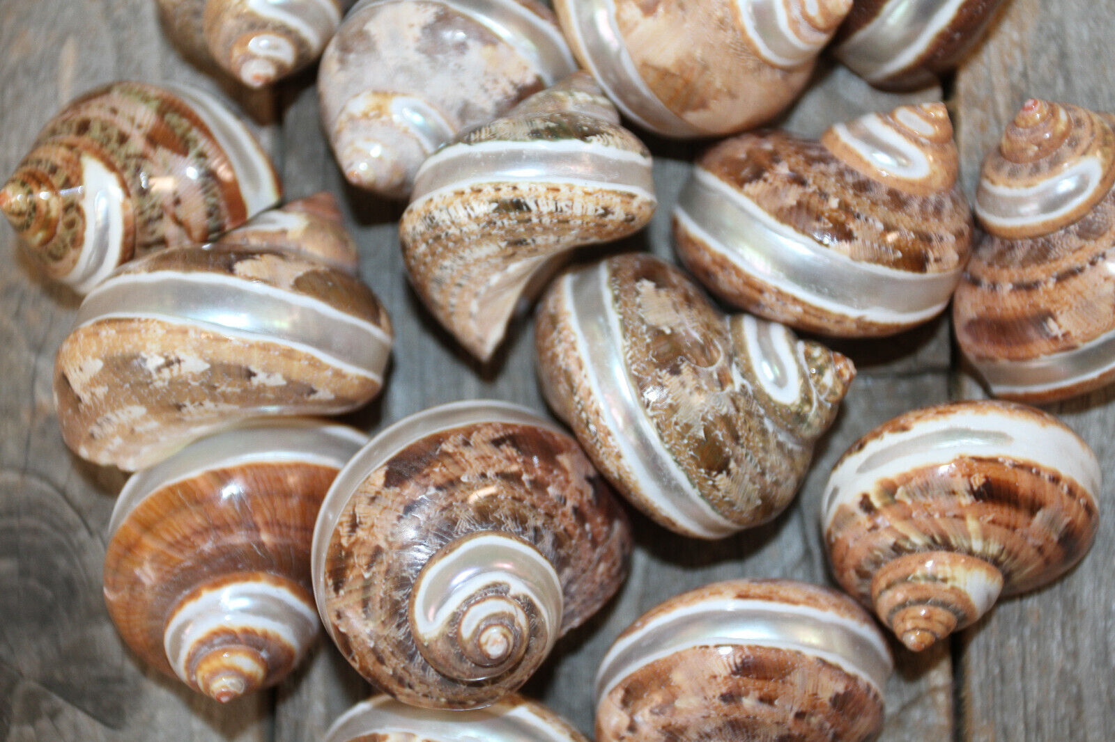 Turbo Petholatus with Stripe|Polished Seashells Ideal for Crafting Projects! Unbranded - фотография #4