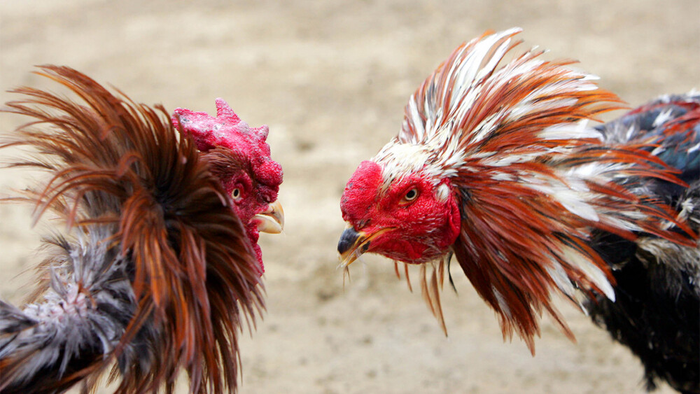 Set Vitamin Mega Power Speed Hardy Chicken Cock Rooster Supplement Thai LAMPAM Does not apply - фотография #8