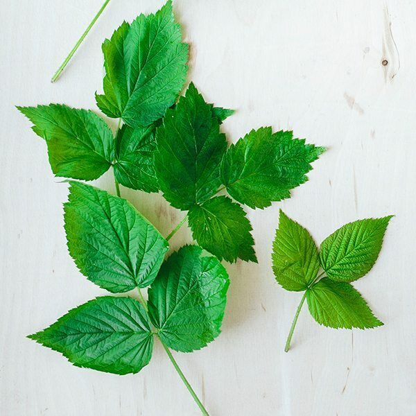 64-bag Traditional Medicinals- Organic Raspberry Leaf Herbal Tea- Caffeine Free  Traditional Medicinals Does Not Apply - фотография #3