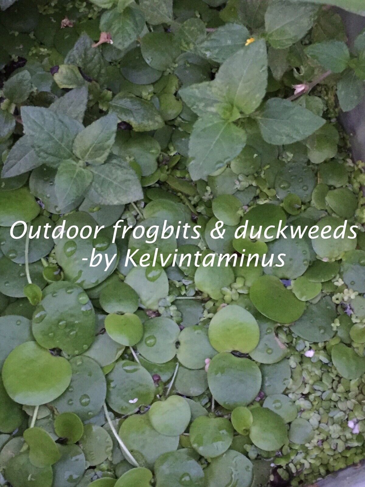 5 outdoor grown small Amazon frogbit(Limnobium laevigatum)Aquatic/Floating plant Без бренда - фотография #2