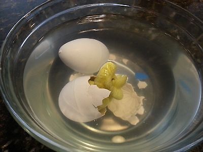 HatchaPet Eggs Growing Pet Dinosaur Eggs x3 - Perfect Gift for Easter!! HatchaPet - фотография #5