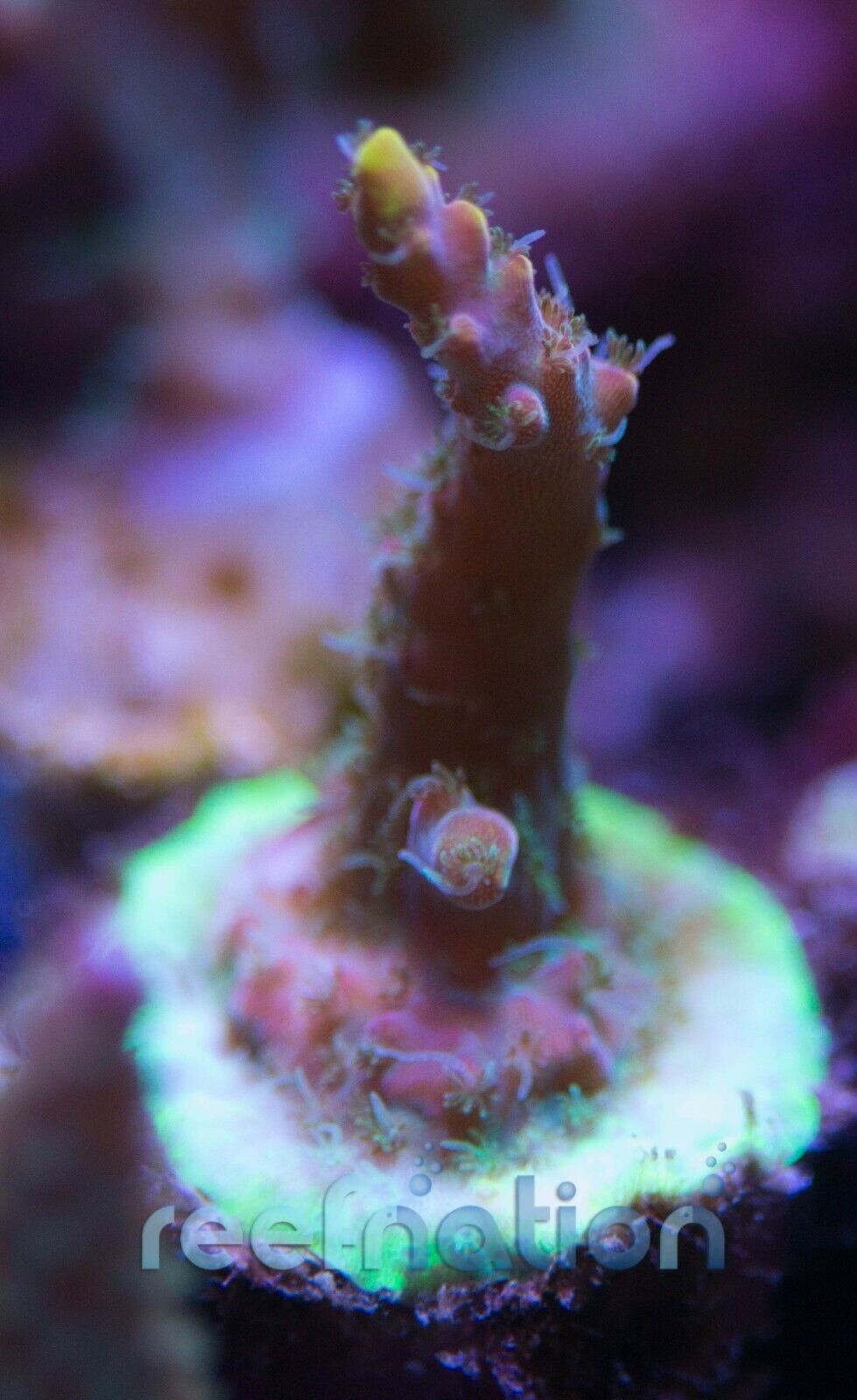 TGC Starfire Coral Frag SPS Zoa LPS Paly Polyps ReefNation Does Not Apply - фотография #2