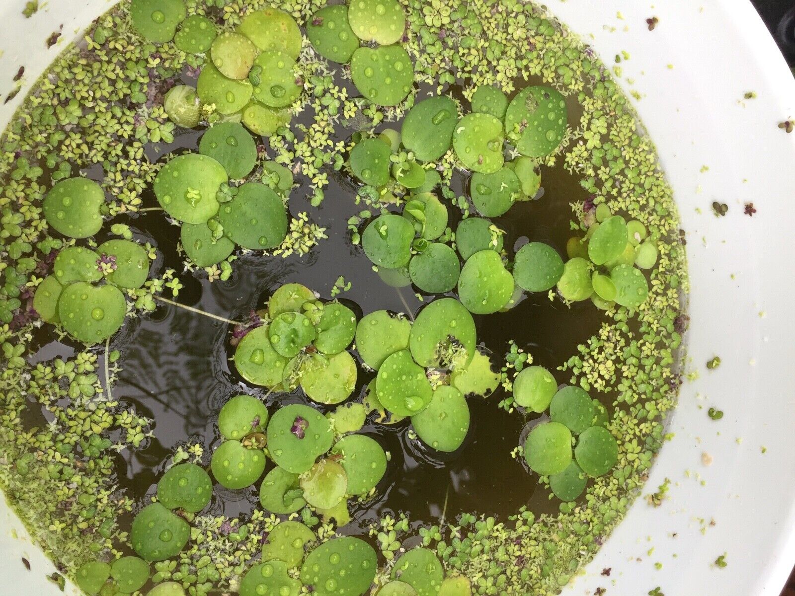 5 outdoor grown small Amazon frogbit(Limnobium laevigatum)Aquatic/Floating plant Без бренда - фотография #3