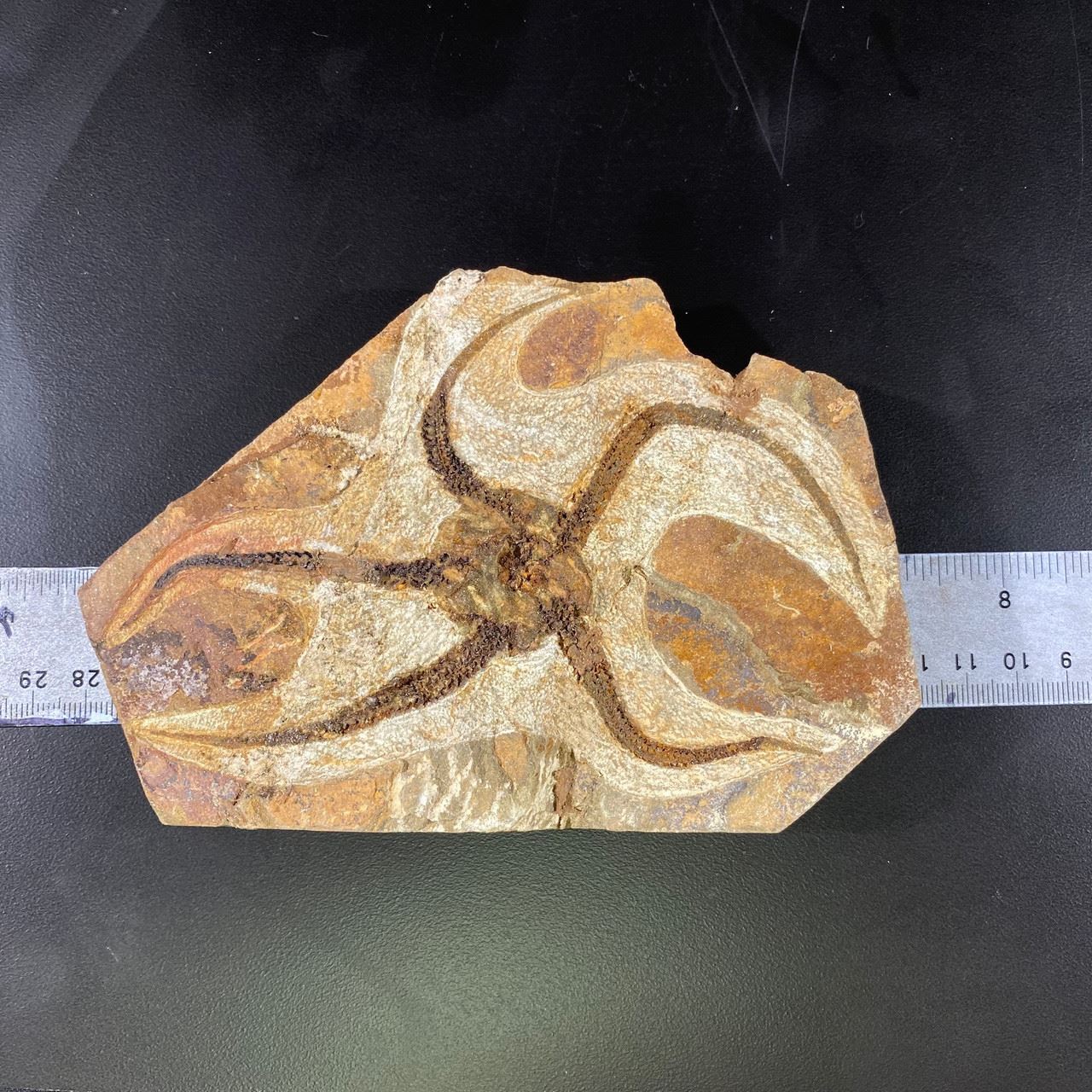 Brittle Star Fish Fossil Без бренда - фотография #7