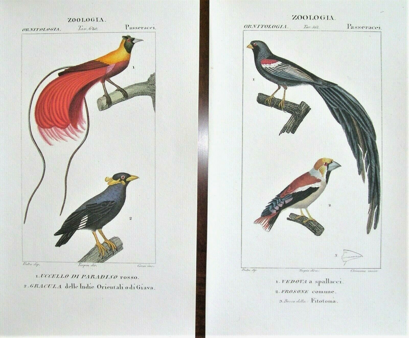Turpin Original Antique Bird Prints; 2 Hand Colored Engravings: Florence, 1830 Без бренда