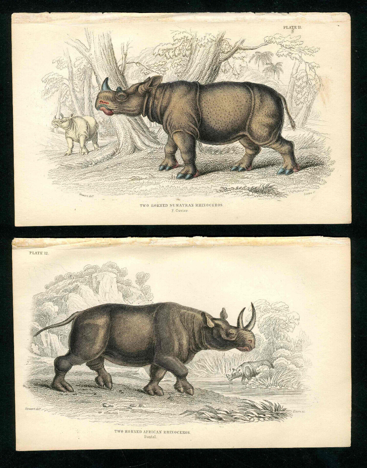 1840 Jardine Naturalist's Library Set 2 Antique prints African, Sumatran Rhino Без бренда