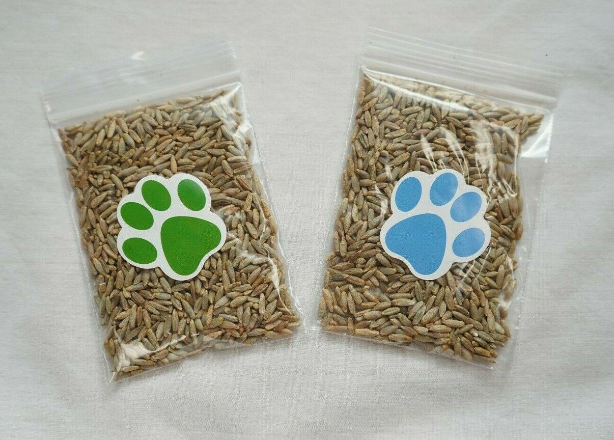 Over 1 Oz. Premium Indoor Pet HAPPY CAT Cereal Rye Grass Over 1500 Seeds! Happy Cat Ohio Does not apply