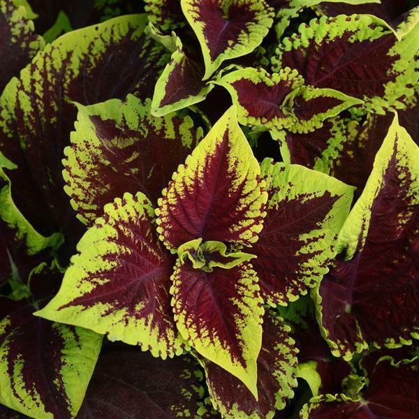 ~ Coleus KONG * SCARLET *  20 Seeds * SHADE Lovers!! Coleus Kong does not apply