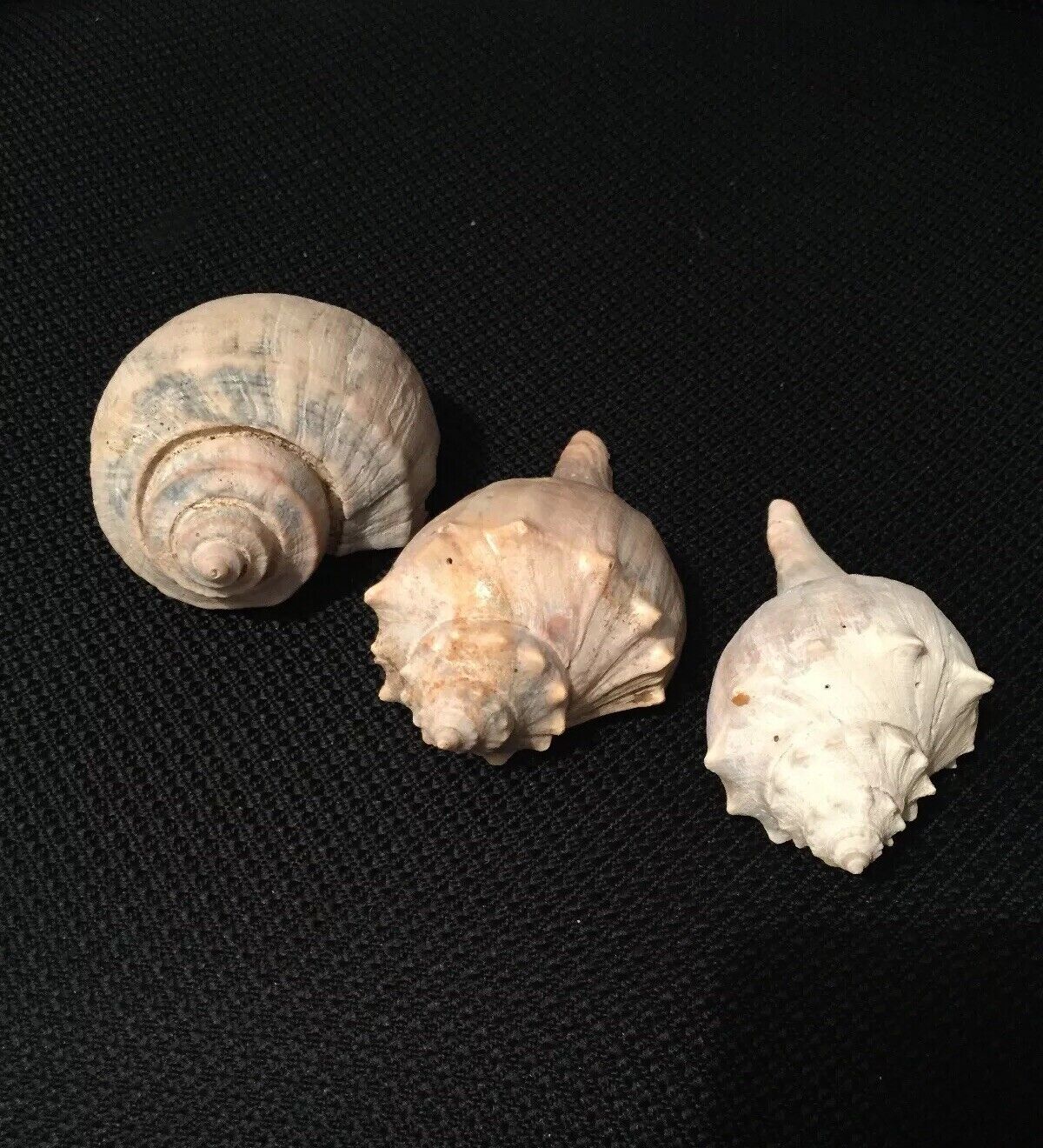 Lot of 3 Medium Queen Conch Sea Shells 4"- 5" Marine Ocean Seashore Decor Crafts Без бренда - фотография #6