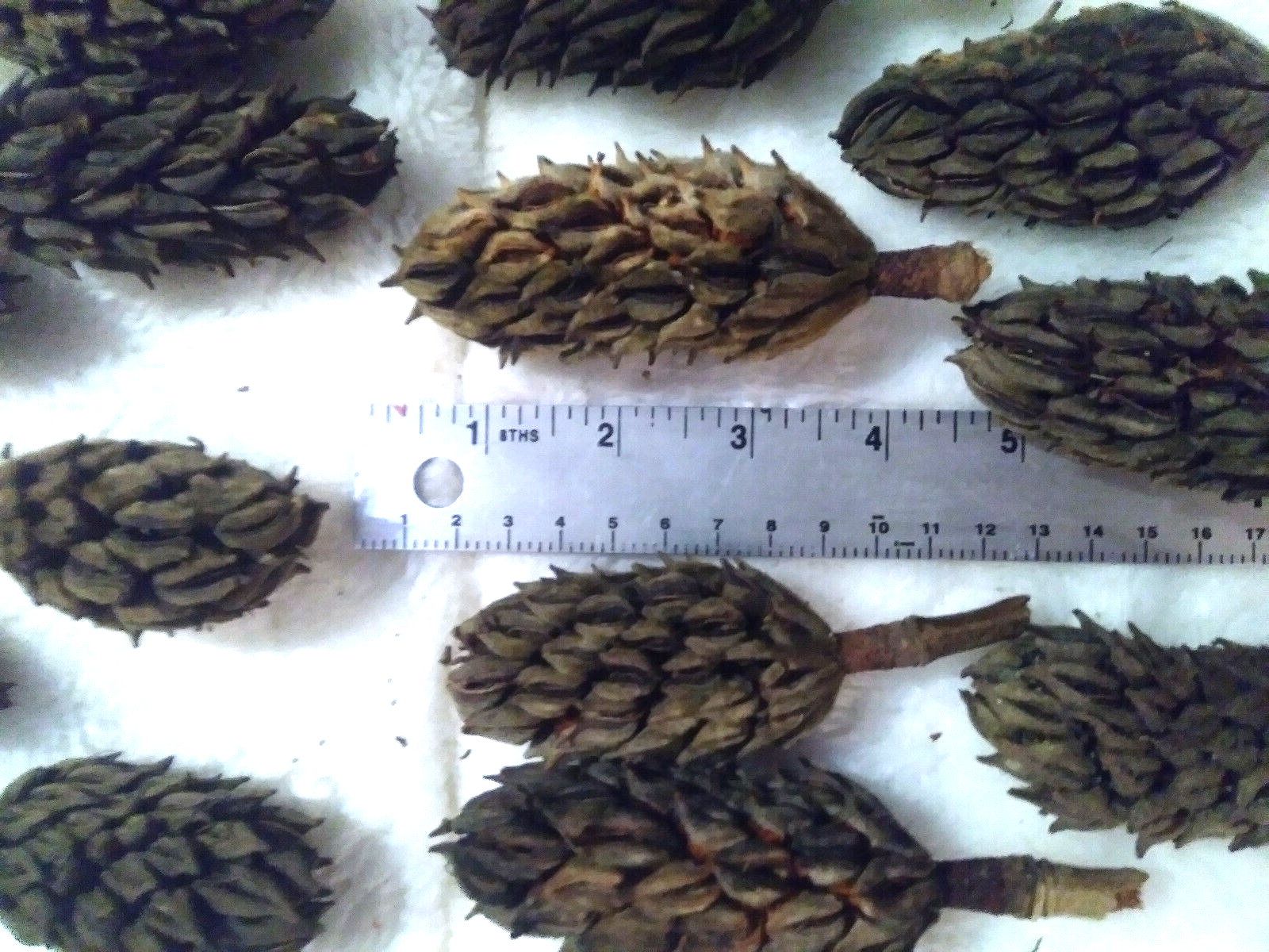 All Natural Real Magnolia seed pods Lot of 12 hand collected    Missouri handpicked locally - фотография #4