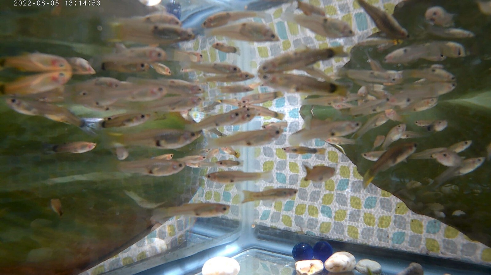 20pk Juvenile Female Guppies MP #020 (FREE SHIPPING) 20PK LITTLE LADIES 20pk Без бренда - фотография #2