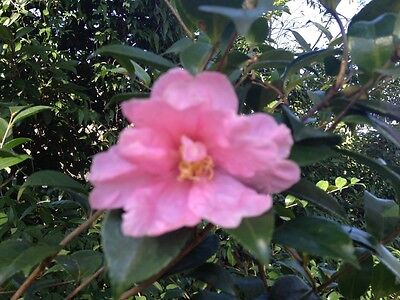 3 Camellia starts, mixed variety Unbranded