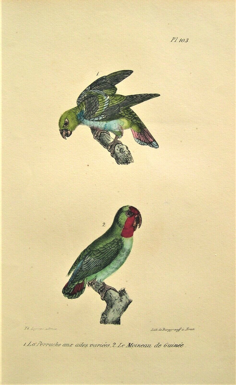 4 Antique Parrot Prints: Hand Colored: Parrot: Count De Lacepede; Paris 1847 Без бренда - фотография #5