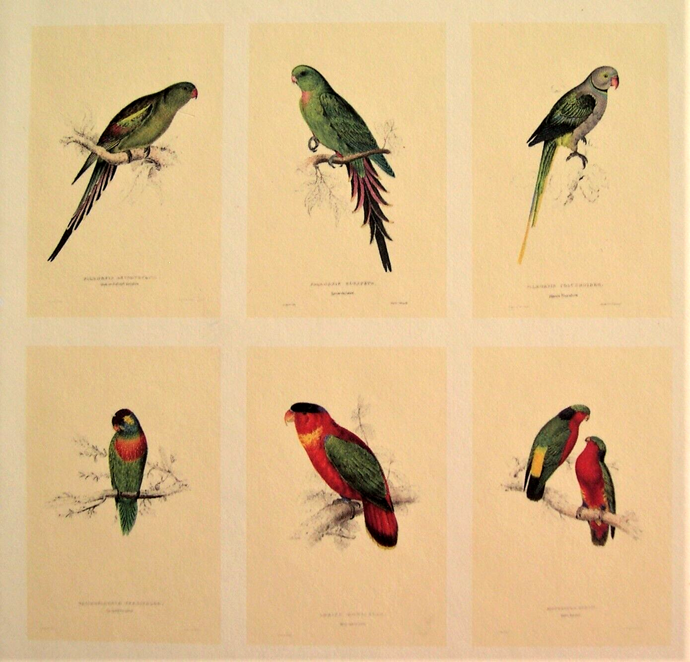 42 Lear Parrot Prints; The Complete Set Directly From His Original 1832 Folio Без бренда - фотография #5