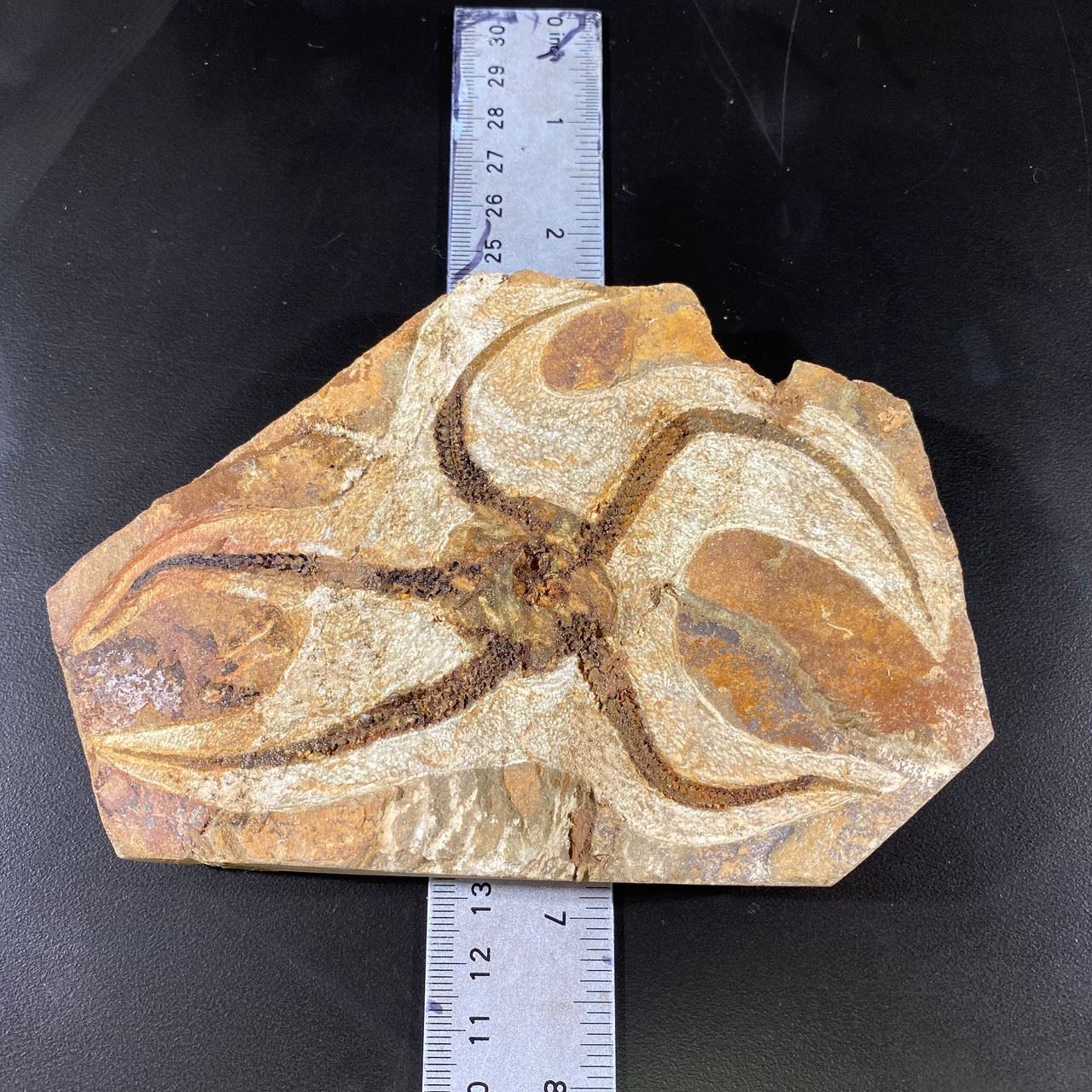 Brittle Star Fish Fossil Без бренда - фотография #8