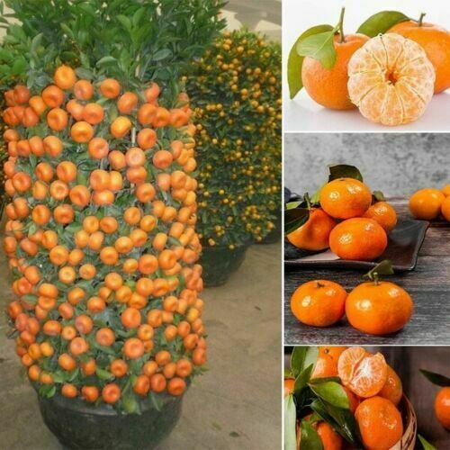 20 Dwarf Tangerine Mandarin Orange Citrus Fruit Bonsai Tree Seeds Easy Grow ! Unbranded Does not apply - фотография #2