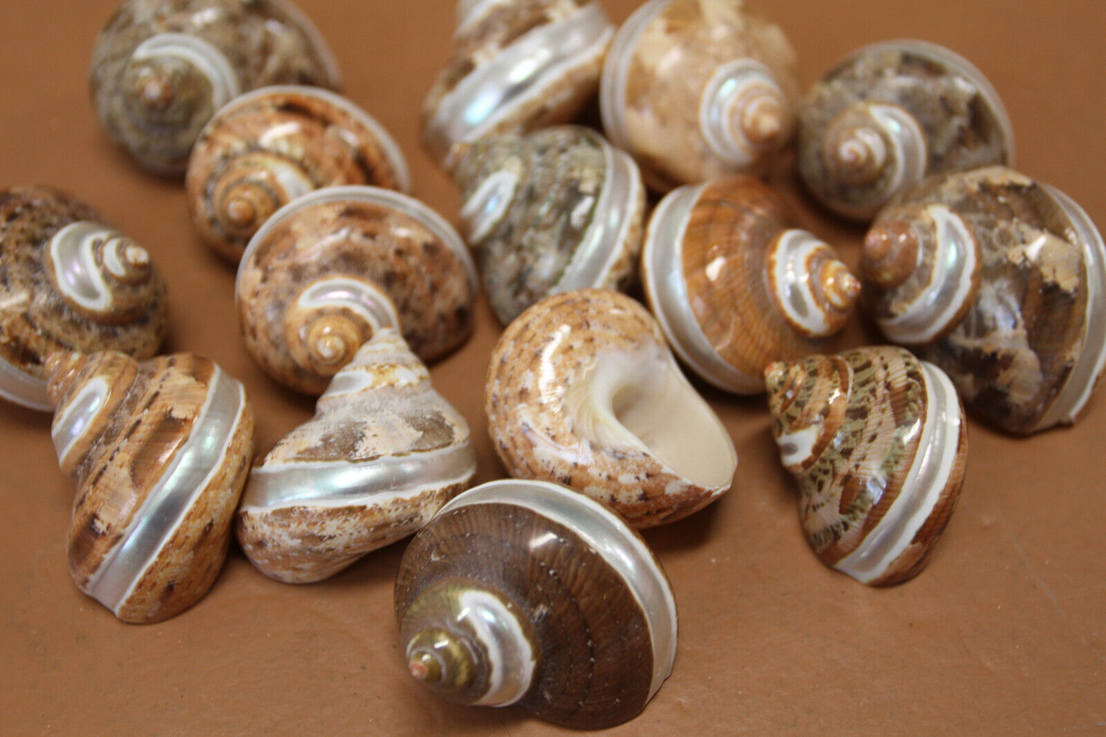 Turbo Petholatus with Stripe|Polished Seashells Ideal for Crafting Projects! Unbranded - фотография #10