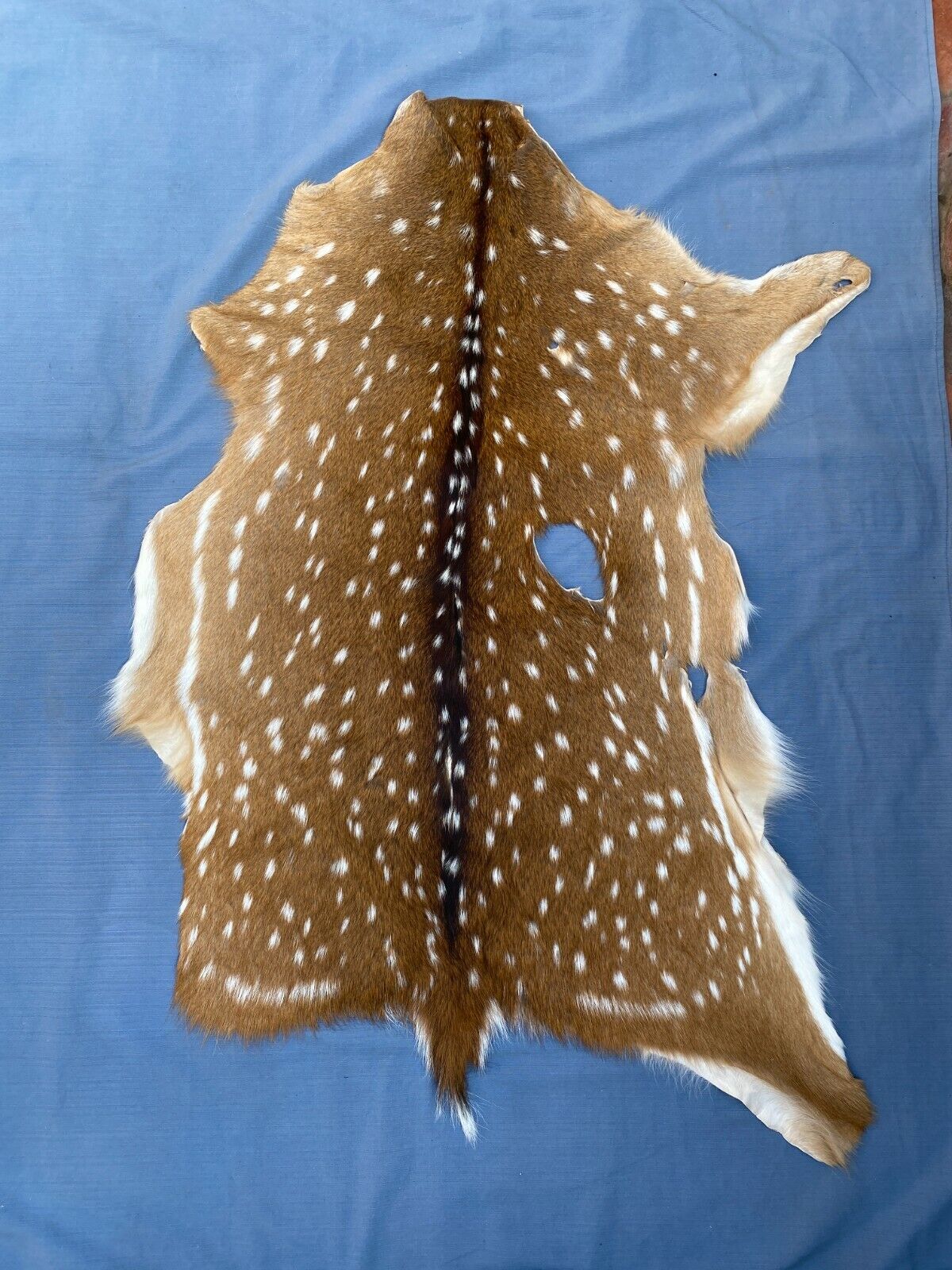Axis Deer Chital Hides - 10 Pieces Lot #003 Axis Axis Does Not Apply - фотография #9