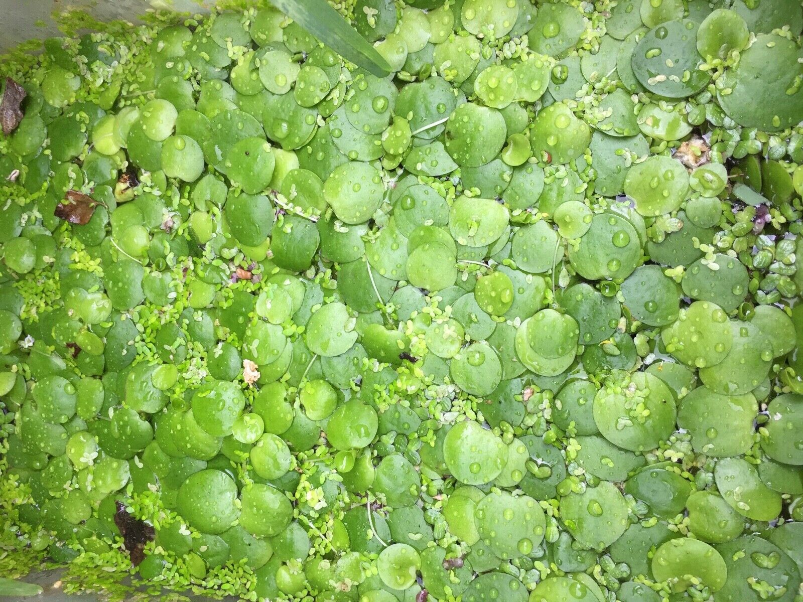 5 outdoor grown small Amazon frogbit(Limnobium laevigatum)Aquatic/Floating plant Без бренда - фотография #6