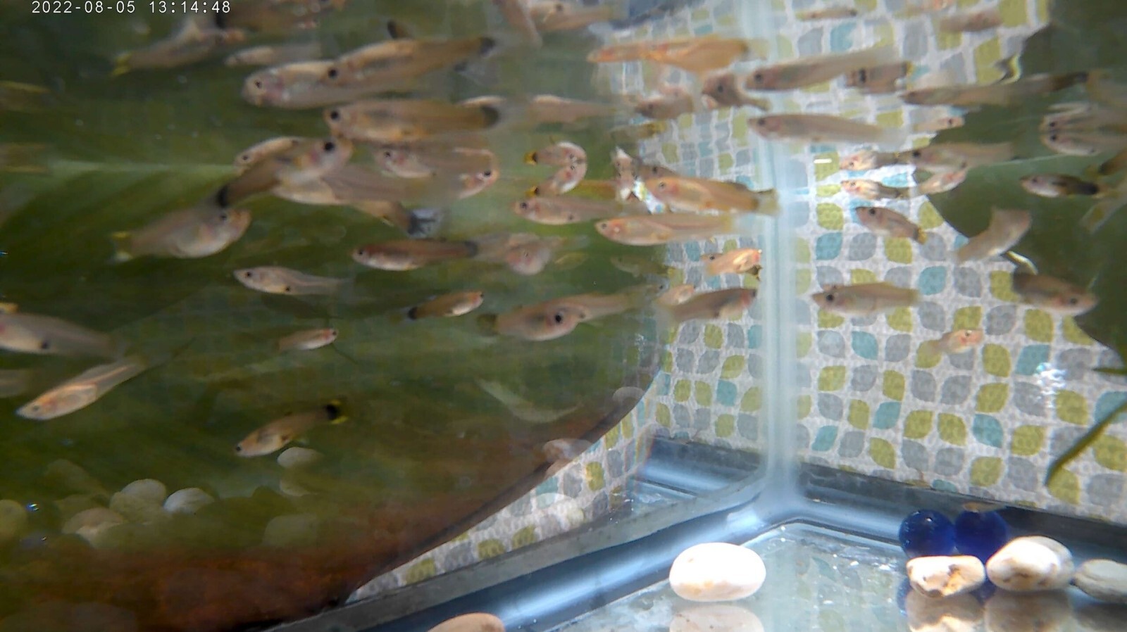 20pk Juvenile Female Guppies MP #020 (FREE SHIPPING) 20PK LITTLE LADIES 20pk Без бренда - фотография #7