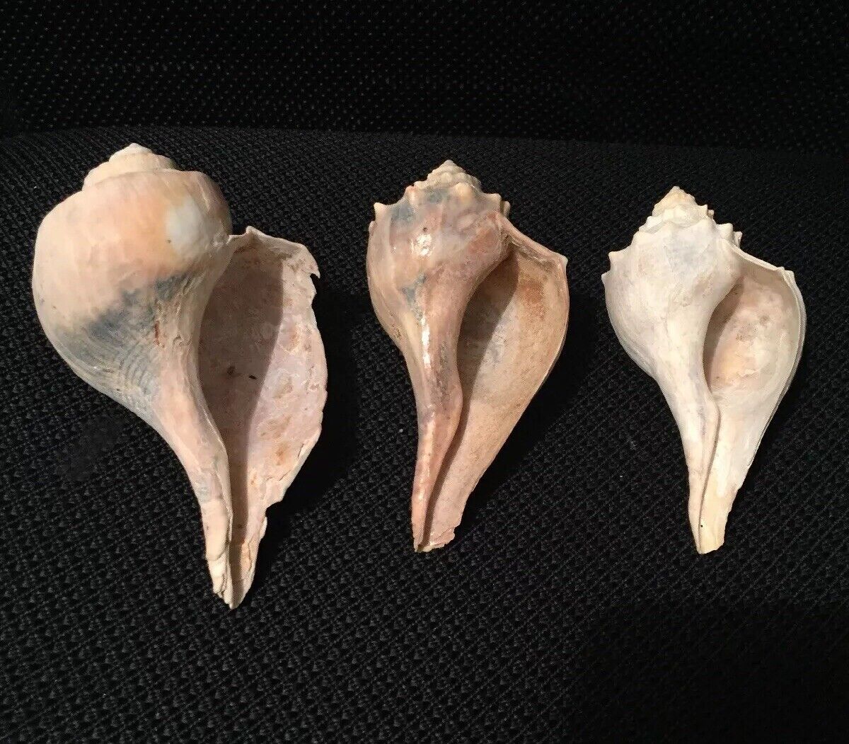Lot of 3 Medium Queen Conch Sea Shells 4"- 5" Marine Ocean Seashore Decor Crafts Без бренда