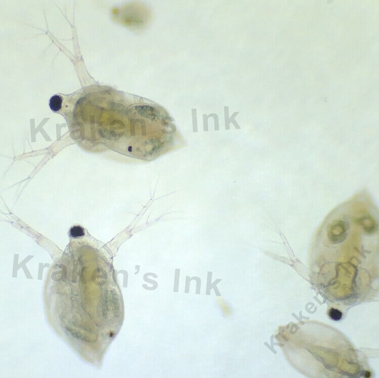 100+ Live Freshwater Moina Macrocopa Culture Water Fleas 1mm Size, Parasite Free Без бренда - фотография #2