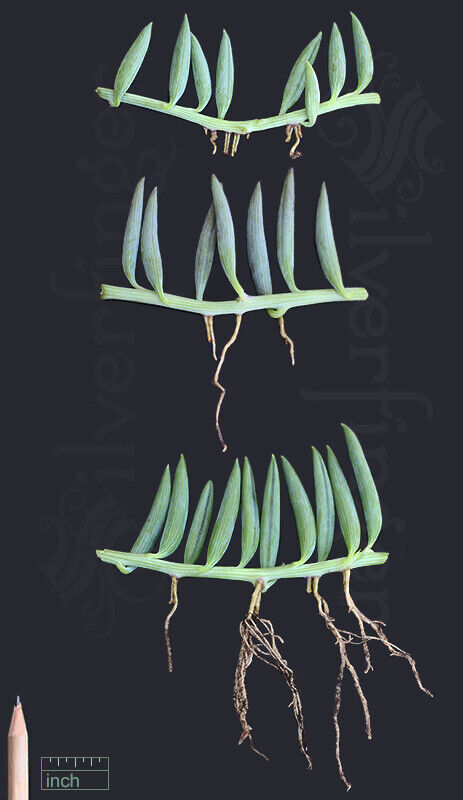 String of Pearls Bananas Plant — Senecio radicans NOT SEEDS:LIVE PLANT Succulent Unbranded - фотография #10