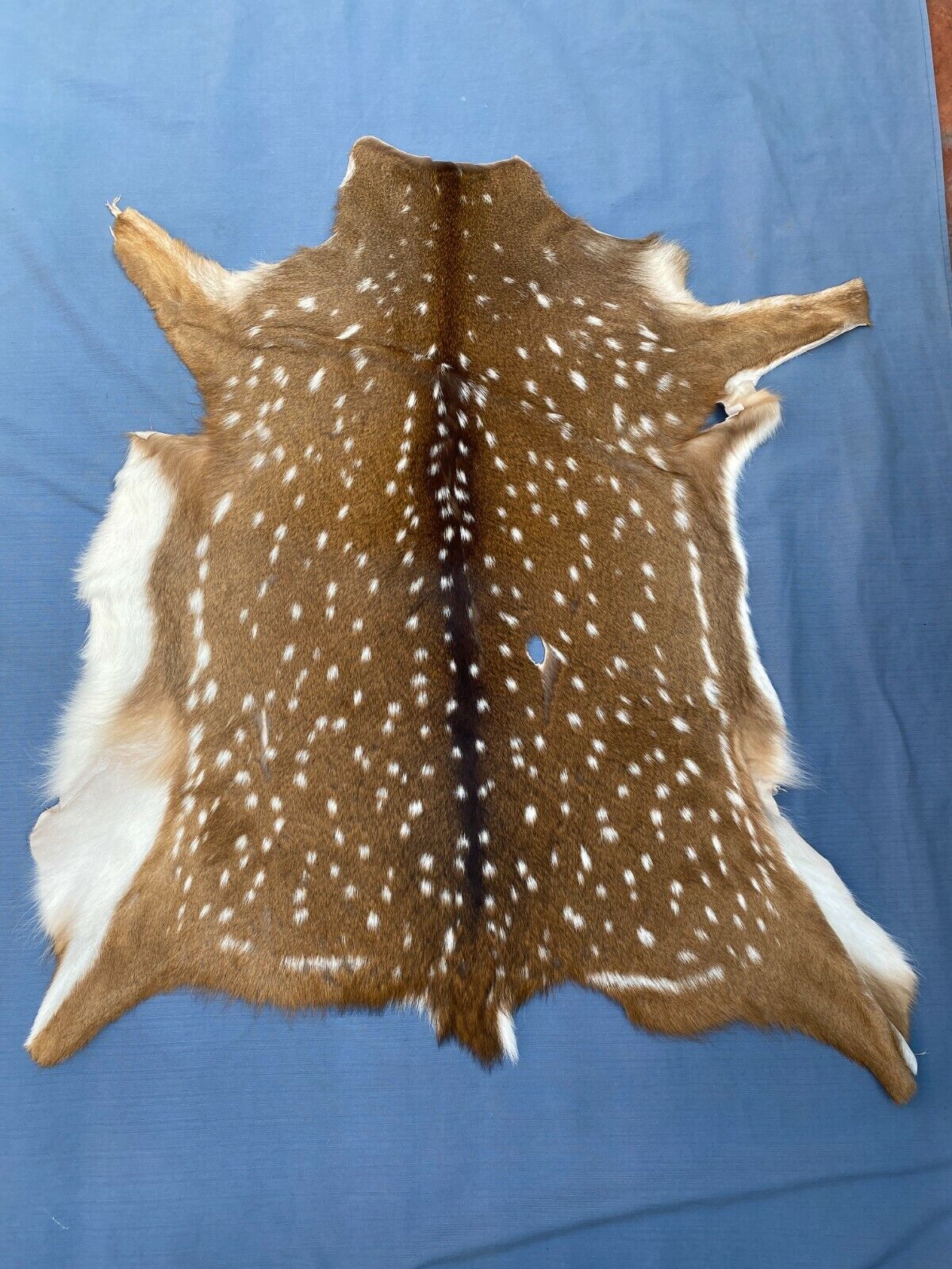 Axis Deer Chital Hides - 10 Pieces Lot #003 Axis Axis Does Not Apply - фотография #8