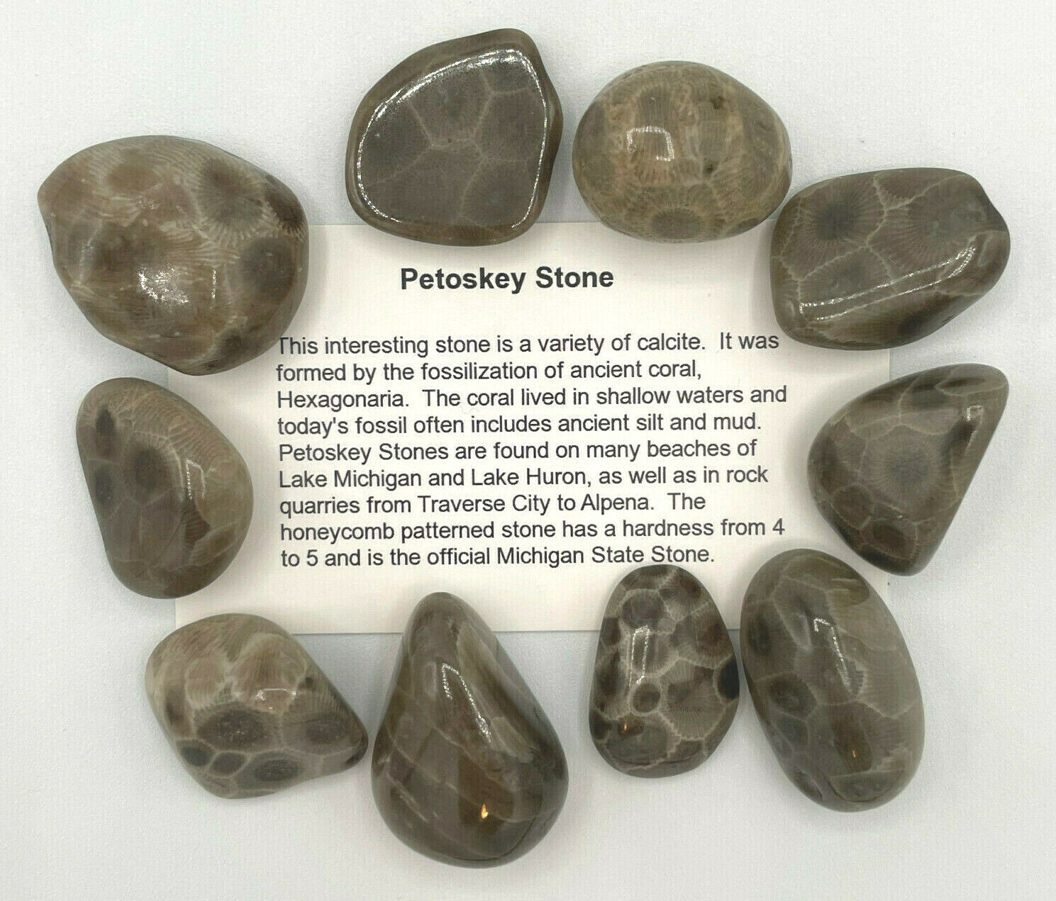 A SET OF 4 PETOSKEY STONES - GREAT PRICE INCLUDES FREE SHIPPING! Без бренда - фотография #6