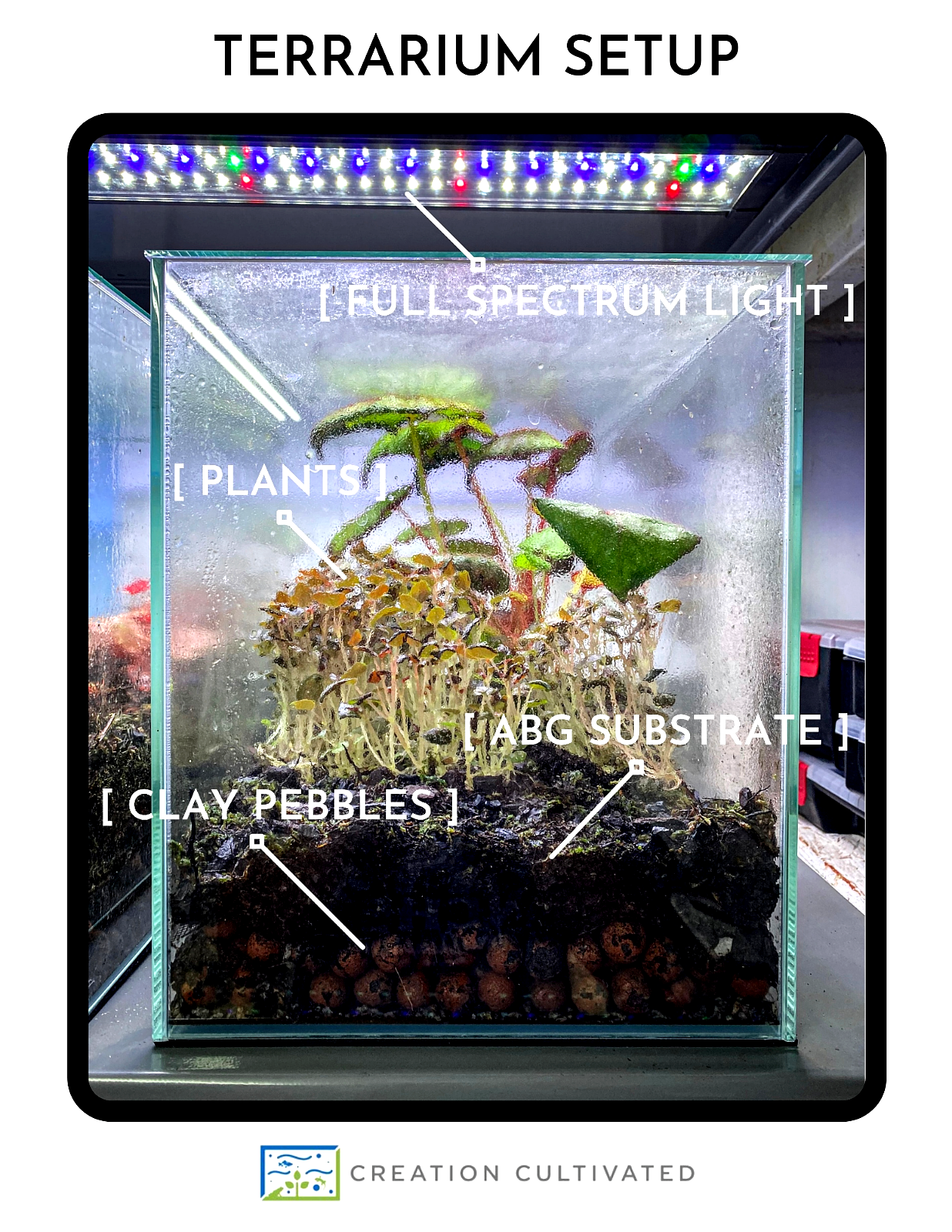 Microgramma tecta (2.5" Pot) Miniature Epiphytic Fern /Dart Frog Terrarium Plant Creation Cultivated Microgramma tecta - фотография #8