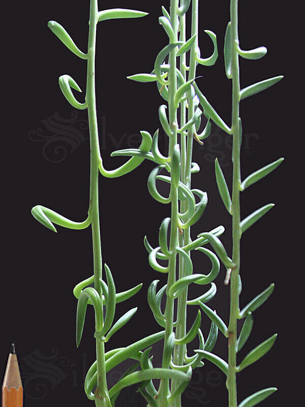 String of Pearls Bananas Plant — Senecio radicans NOT SEEDS:LIVE PLANT Succulent Unbranded - фотография #7
