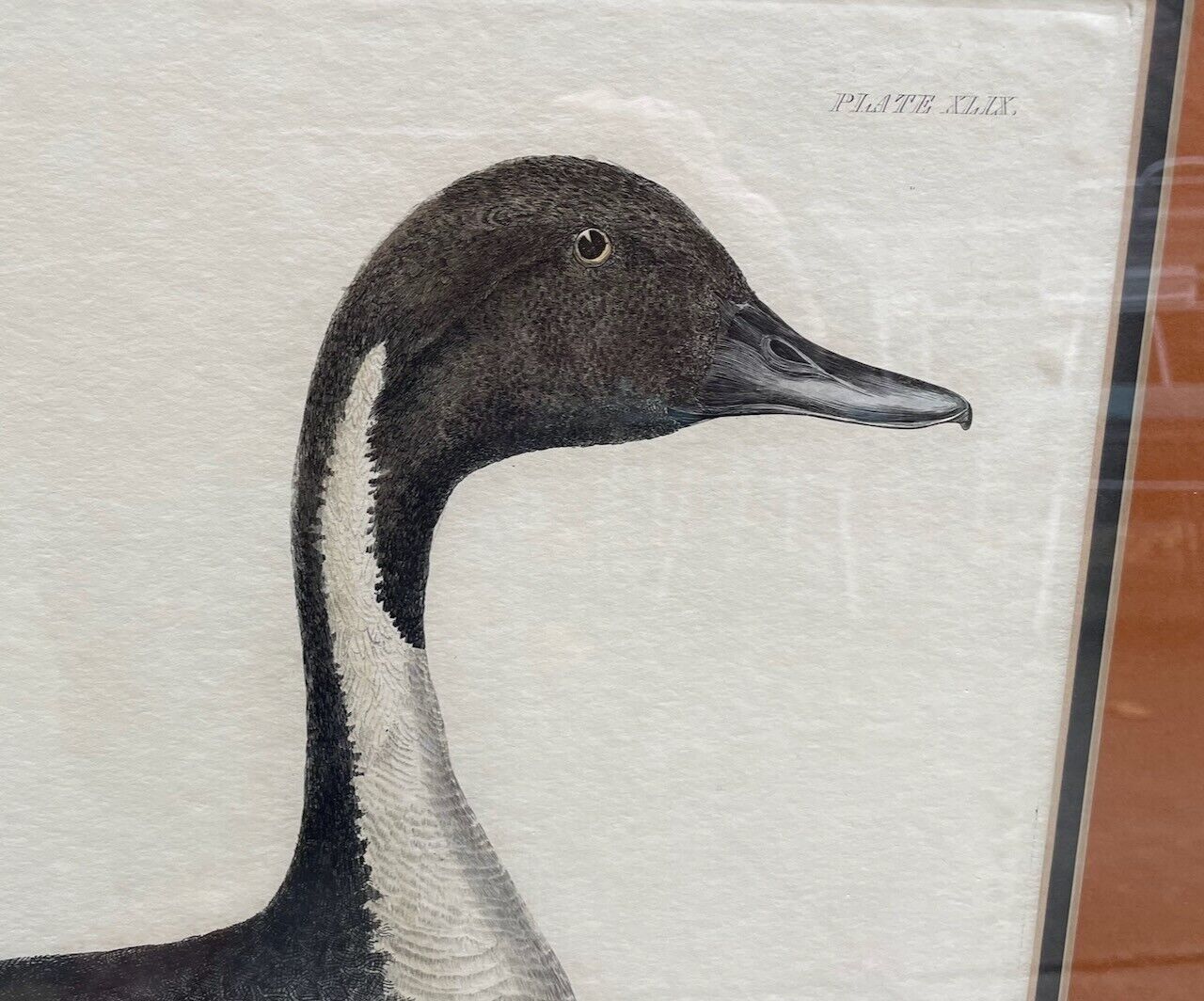 Prideaux John Selby "Common Pintail" Framed Hand-Colored Copper Engraving Без бренда - фотография #3