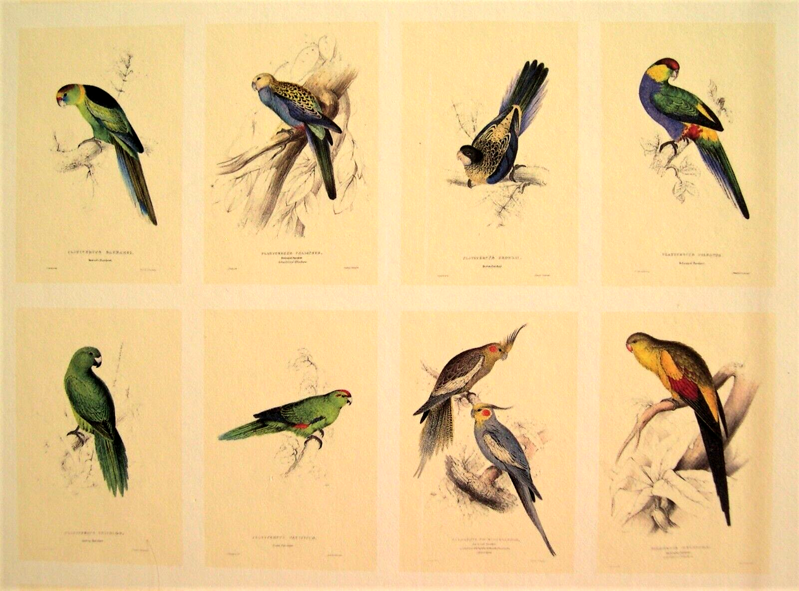 42 Lear Parrot Prints; The Complete Set Directly From His Original 1832 Folio Без бренда - фотография #4