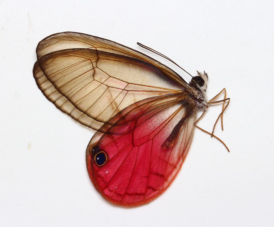 Glasswing Butterfly Mix 25 A1 Pink Cithaerias, Haetera, Ithomia, Greta Species,  Без бренда - фотография #7