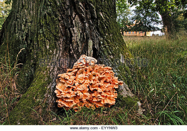 50 x Organic Chicken of the woods Mushroom Plugs-Grow Mushrooms on Logs!  Unbranded