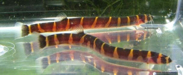 6 Striped Kuhli Loaches Live Freshwater Aquarium Fish  Без бренда