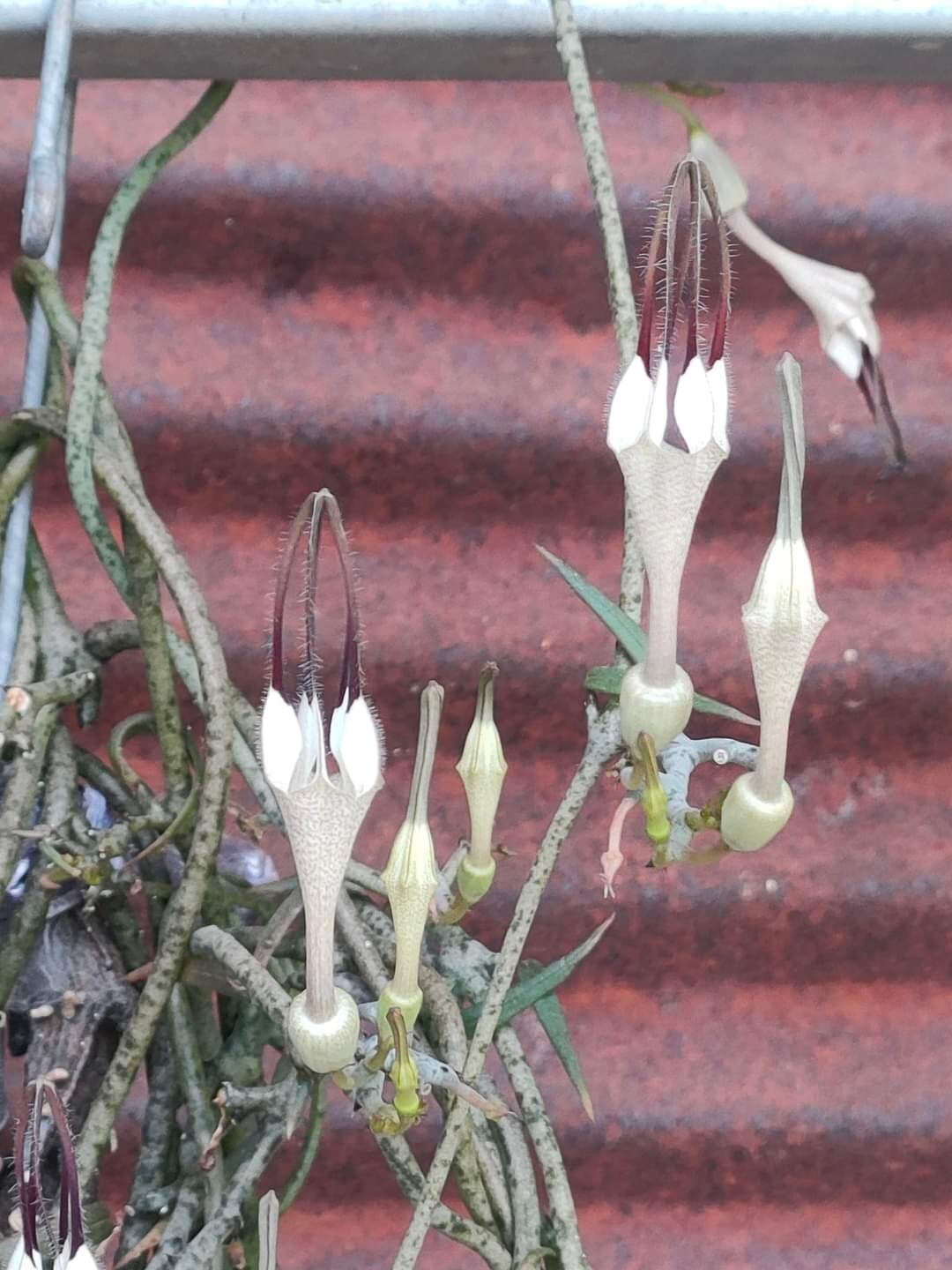 Ceropegia bosseri 2 plants + Free Phyto , ASCLEPIADACEAE , APOCYNACEAE Unbranded - фотография #5