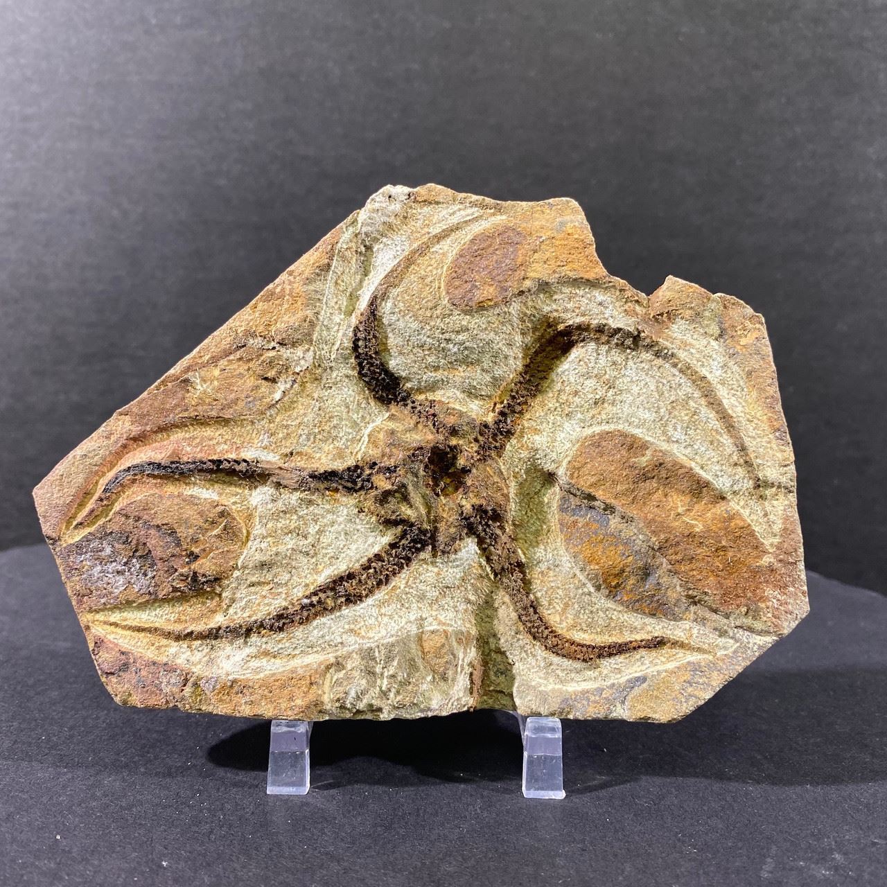 Brittle Star Fish Fossil Без бренда - фотография #4