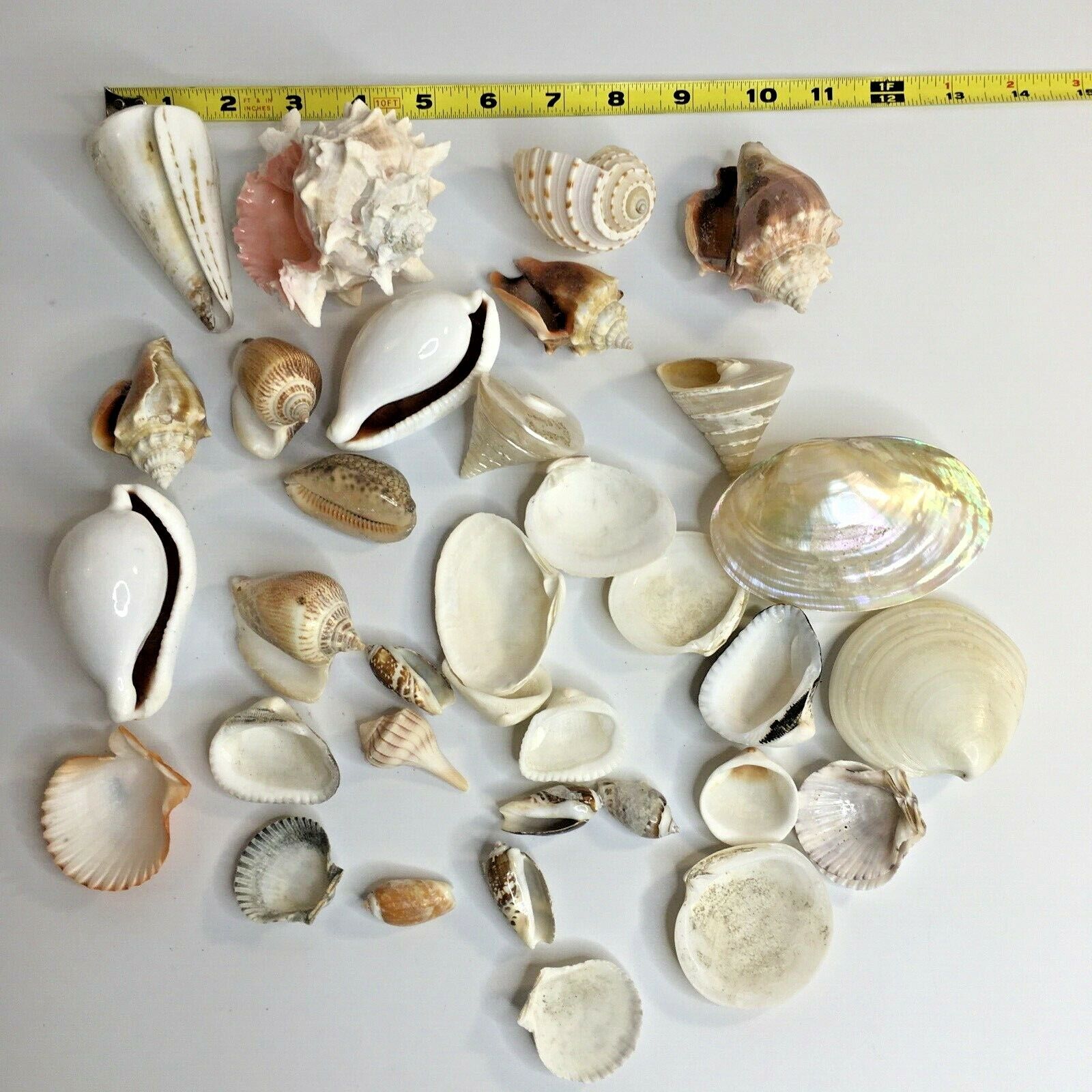Lot 30+ Mixed Specimen Sea Shells Beach Nautical  Decor Crafts Aquarium Без бренда