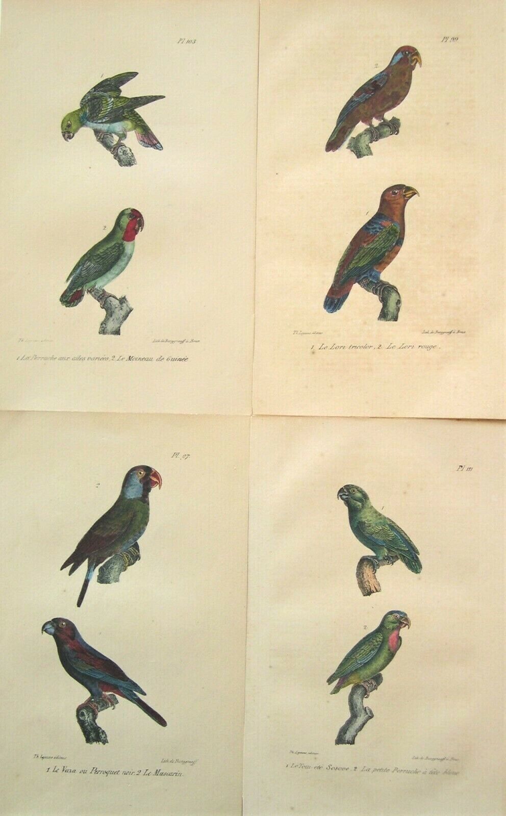 4 Antique Parrot Prints: Hand Colored: Parrot: Count De Lacepede; Paris 1847 Без бренда