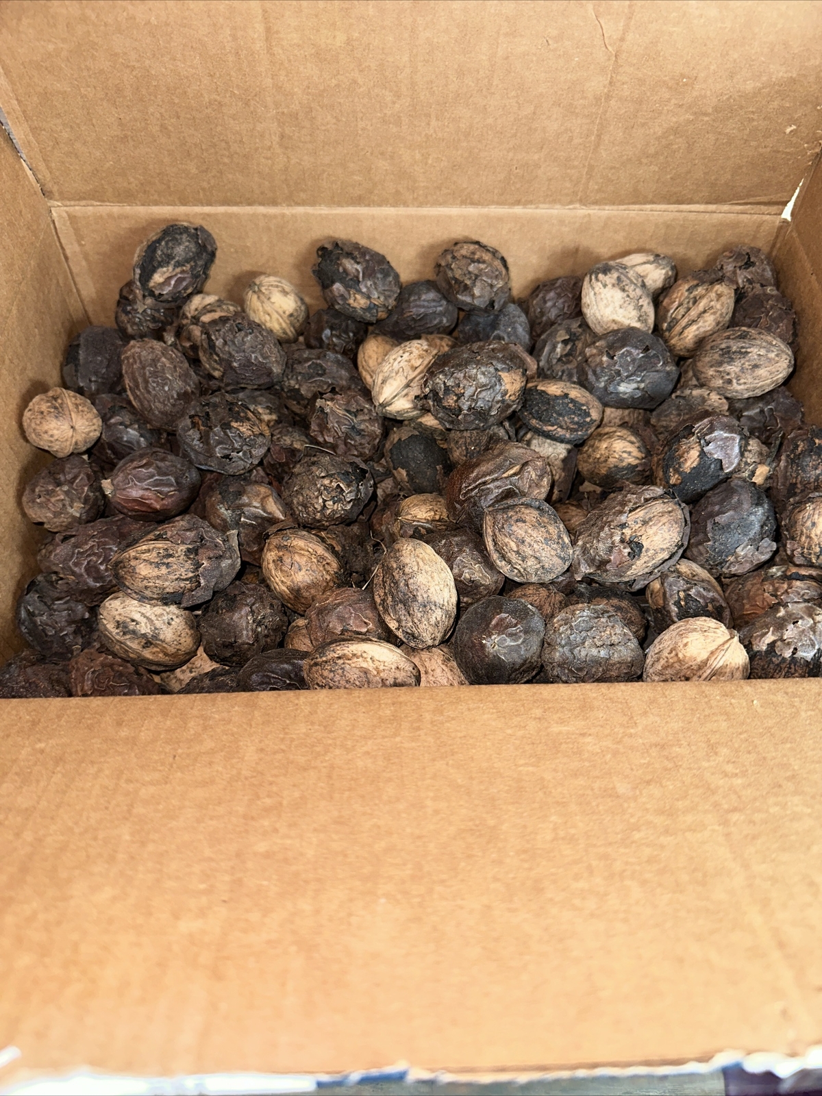 5  1/2 Pounds Black Walnuts in Shell –FOR DECORATION ONLY From Idaho Black Walnuts