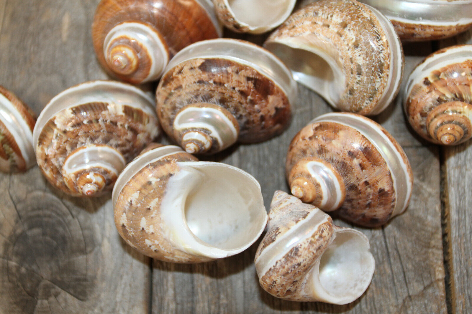 Turbo Petholatus with Stripe|Polished Seashells Ideal for Crafting Projects! Unbranded - фотография #7
