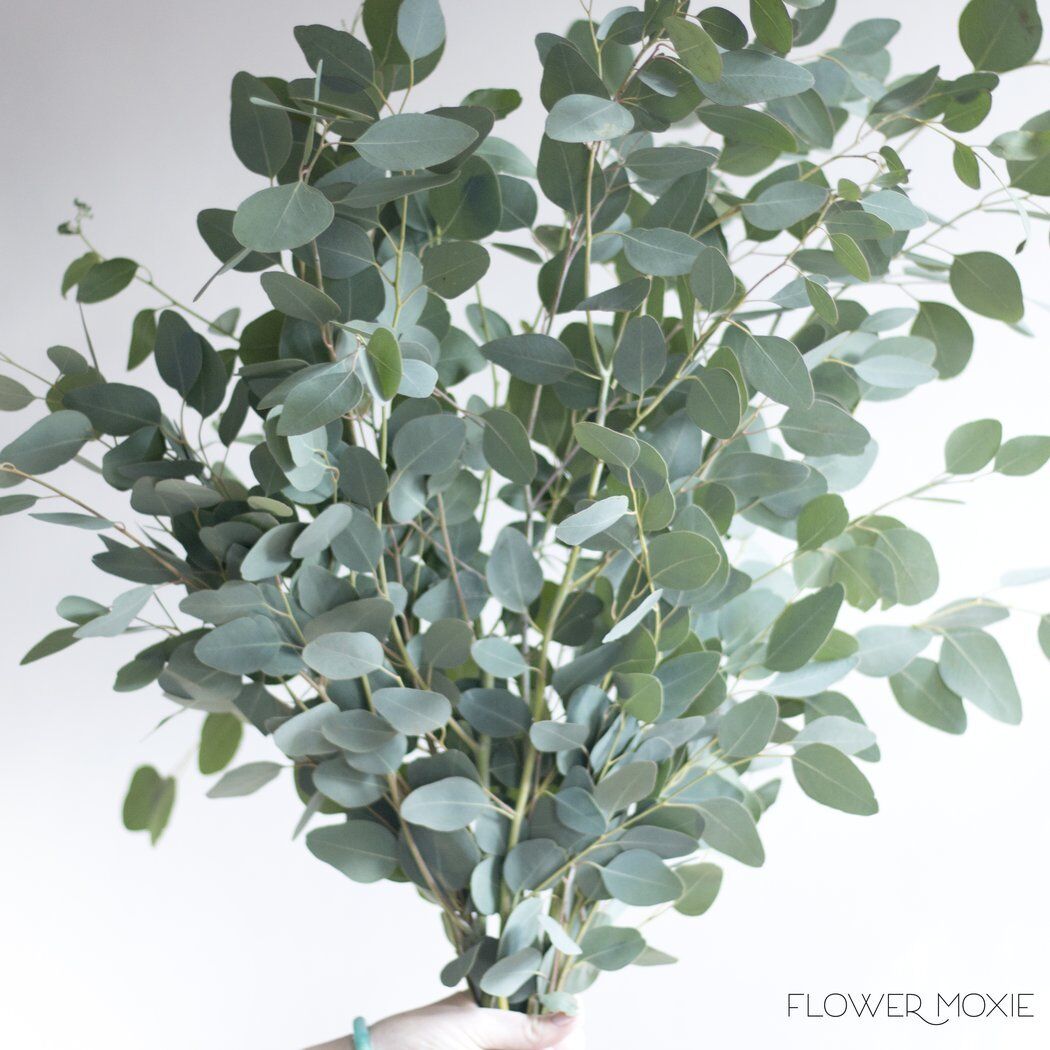 Silver Dollar Eucalyptus 5 Bunches Wholesale / Grower Direct Без бренда