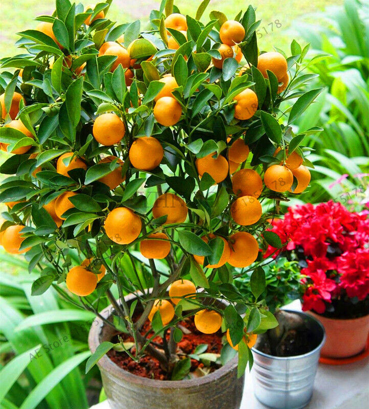 20 Dwarf Tangerine Mandarin Orange Citrus Fruit Bonsai Tree Seeds Easy Grow ! Unbranded Does not apply - фотография #5