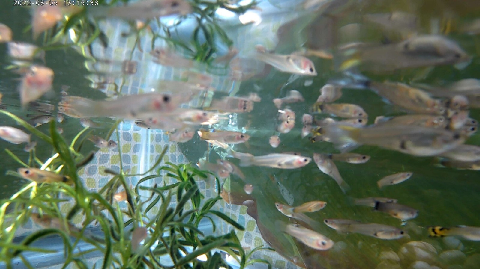 20pk Juvenile Female Guppies MP #020 (FREE SHIPPING) 20PK LITTLE LADIES 20pk Без бренда - фотография #4