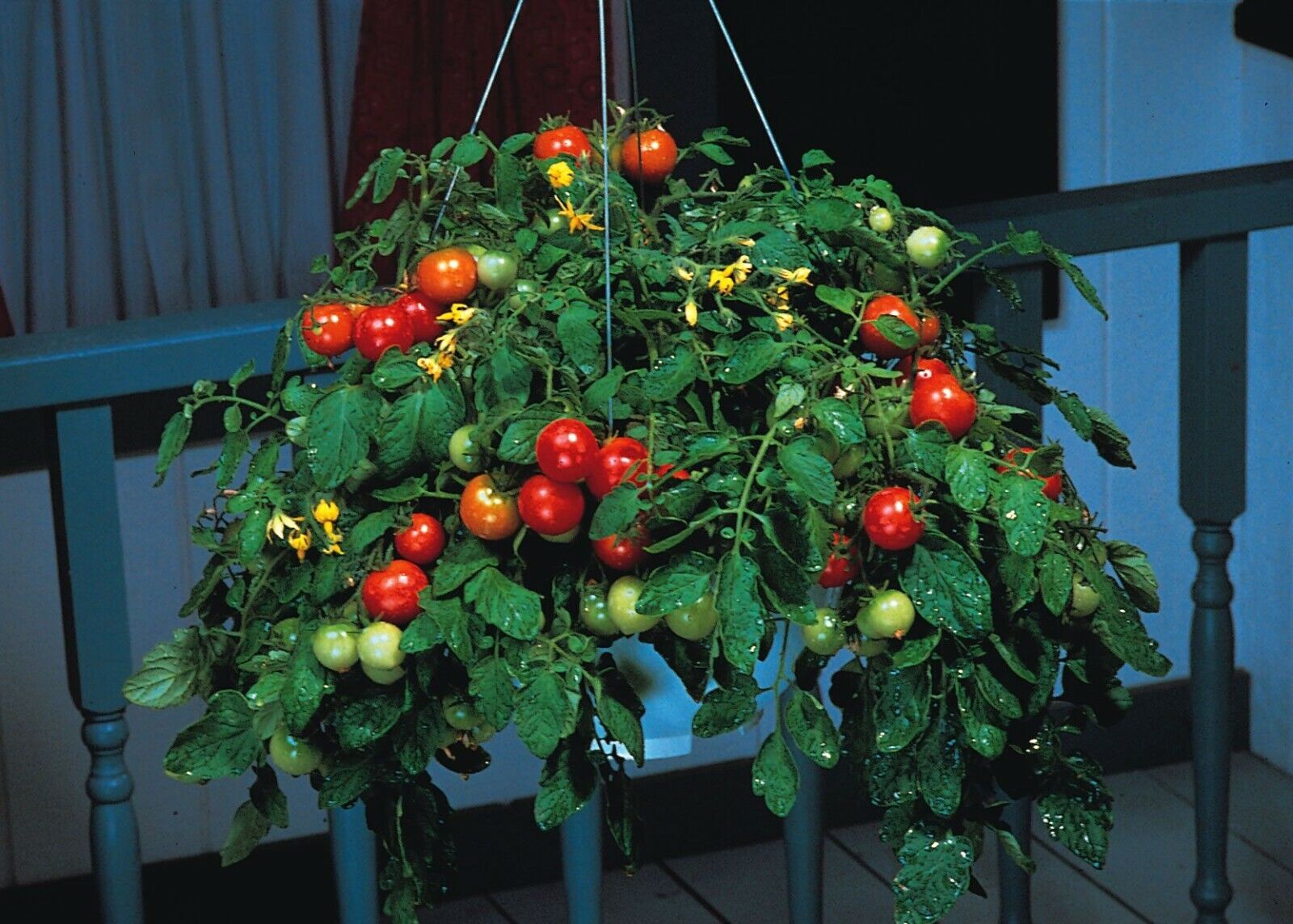 Seeds Tomato Balcony Miracle Red Vegetable Self-pollinating Organic Non GMO Unbranded - фотография #6