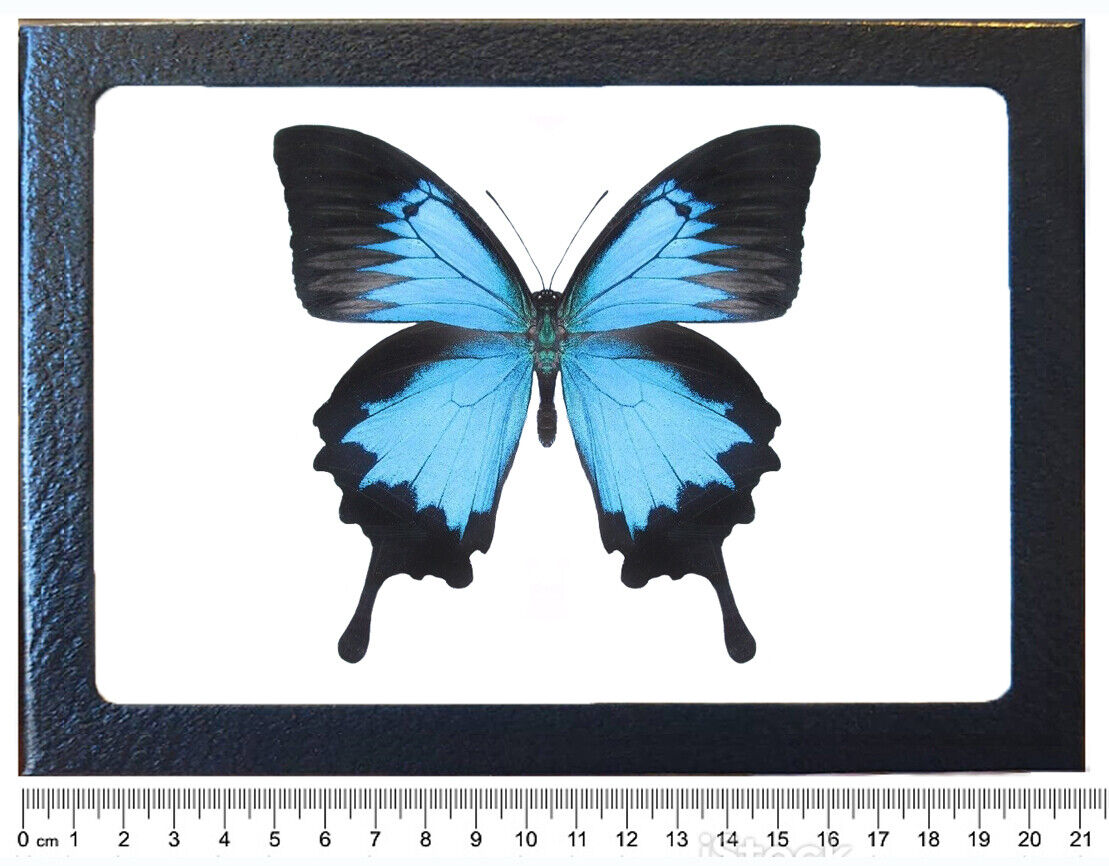 Papilio ulysses swallowtail blue black butterfly Indonesia framed Без бренда