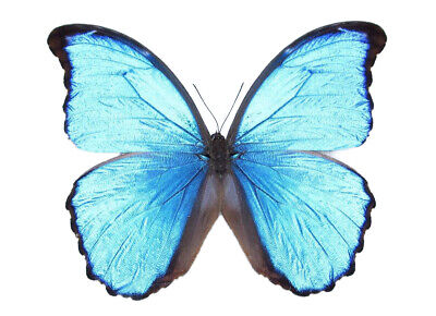 Morpho didius ONE REAL BUTTERFLY BLUE PERUVIAN UNMOUNTED WHOLESALE WINGS CLOSED Без бренда